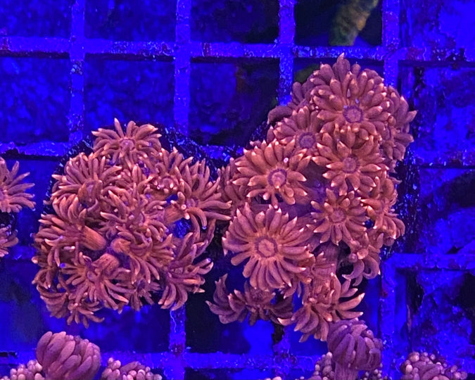 Metallic Red Goniopora