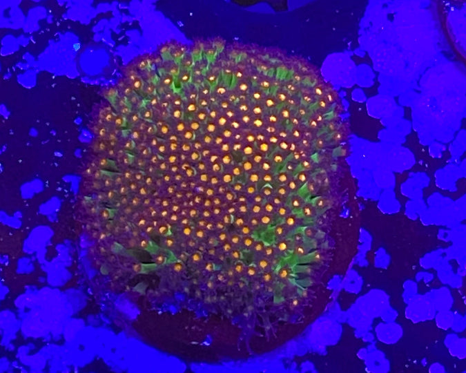 Sunset Stylocoeniella