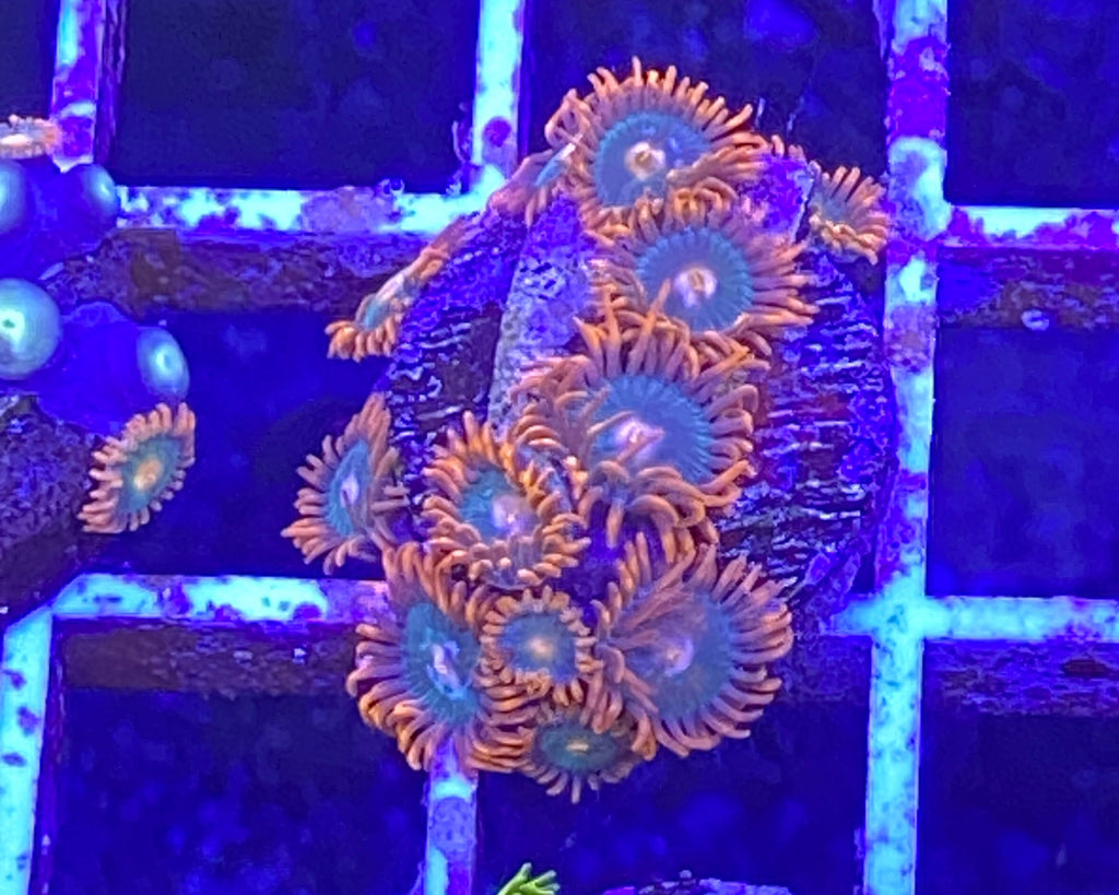 Gatorade Zoanthid
