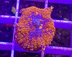 Blood Orange Rhodactus Mushroom