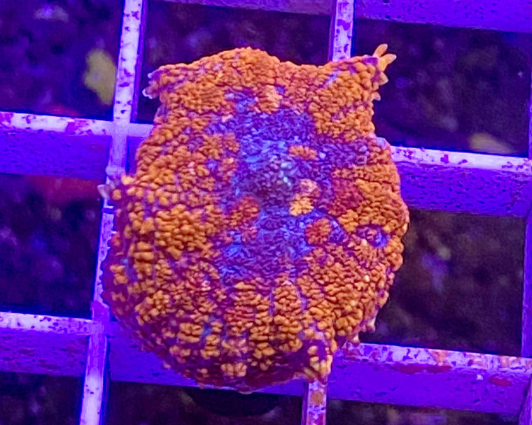 Blood Orange Rhodactus Mushroom