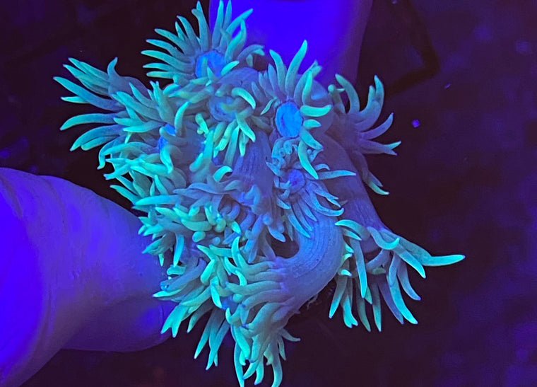 Aussie Green Goniopora