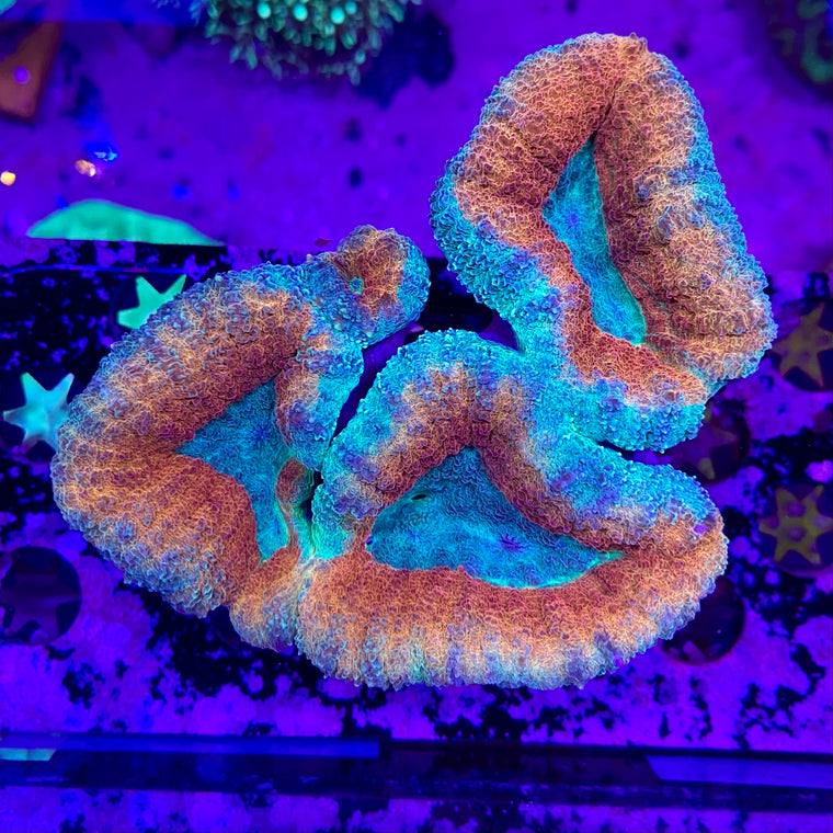 Melonball Lobophyllia