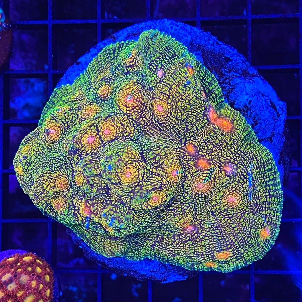 Acid Trip Chalice ( 1 inch Frag)