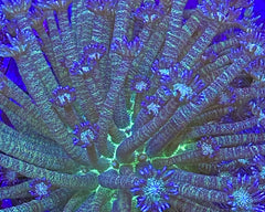 Glitter Bomb Goniopora