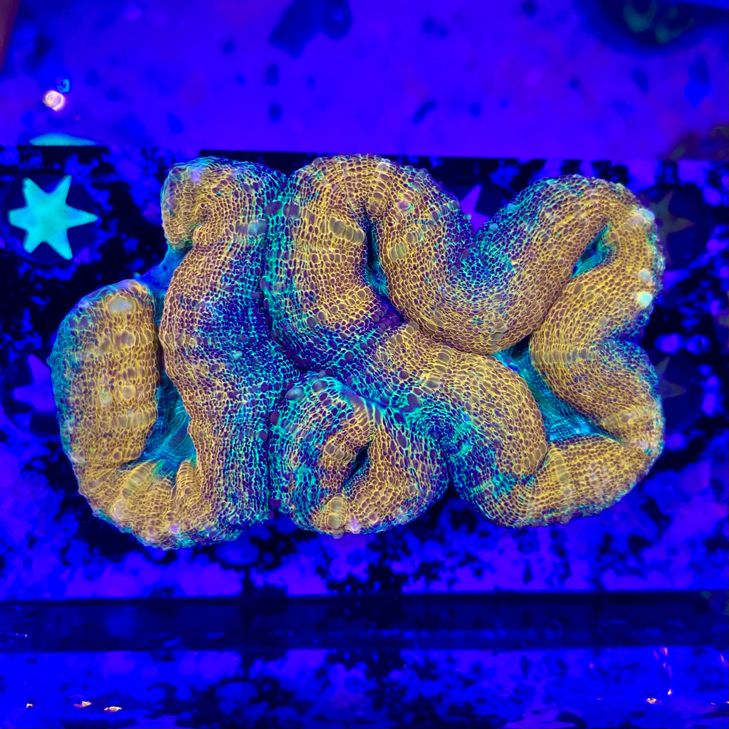 Orange & Green Lobophyllia