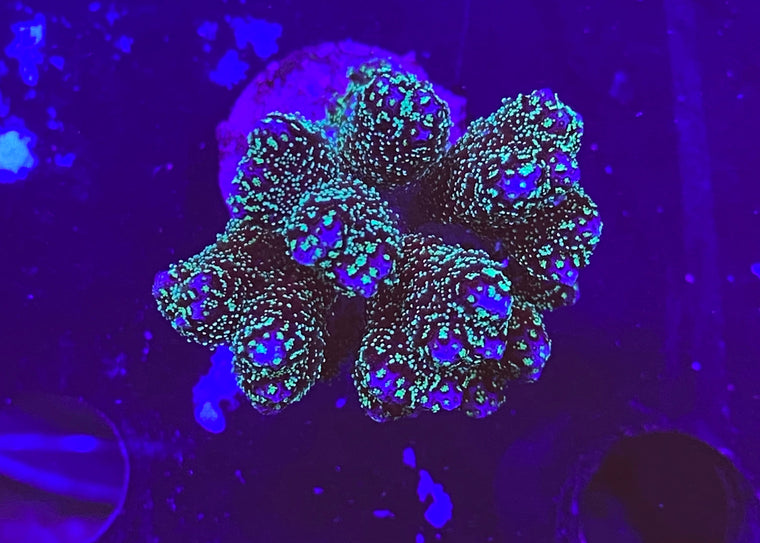 Evergreen Pocillopora