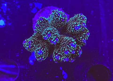 Evergreen Pocillopora
