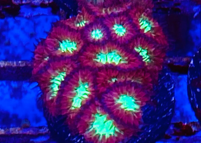 X-mas Blastomussa merletti