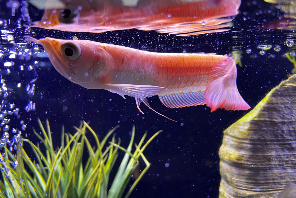 Albino Silver Arowana