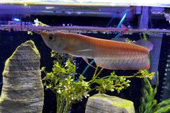 Albino Silver Arowana