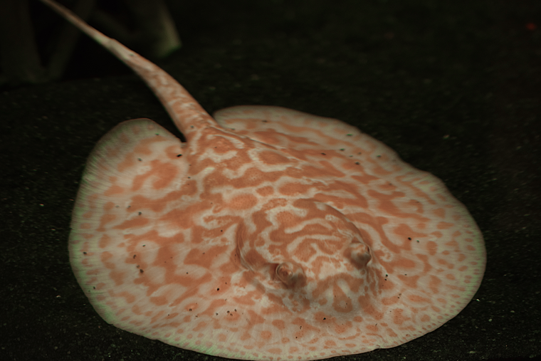 Albino Red Lucy Stingray