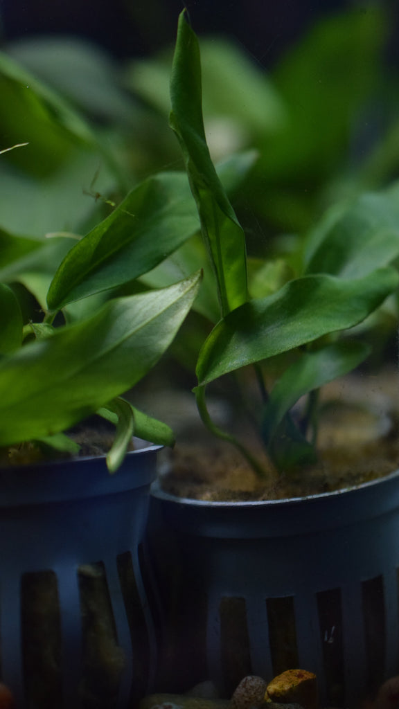 Anubias Minima