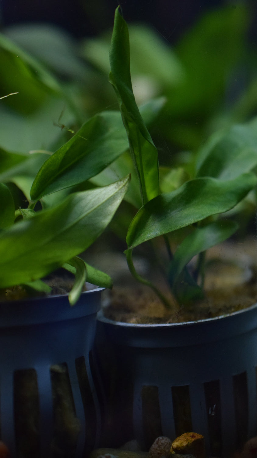 Anubias Minima