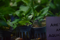 Anubias Minima