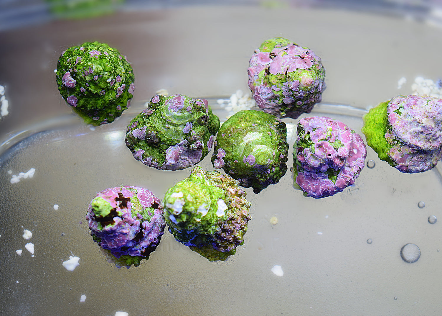 Astrea Snails