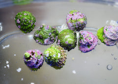 Astrea Snails