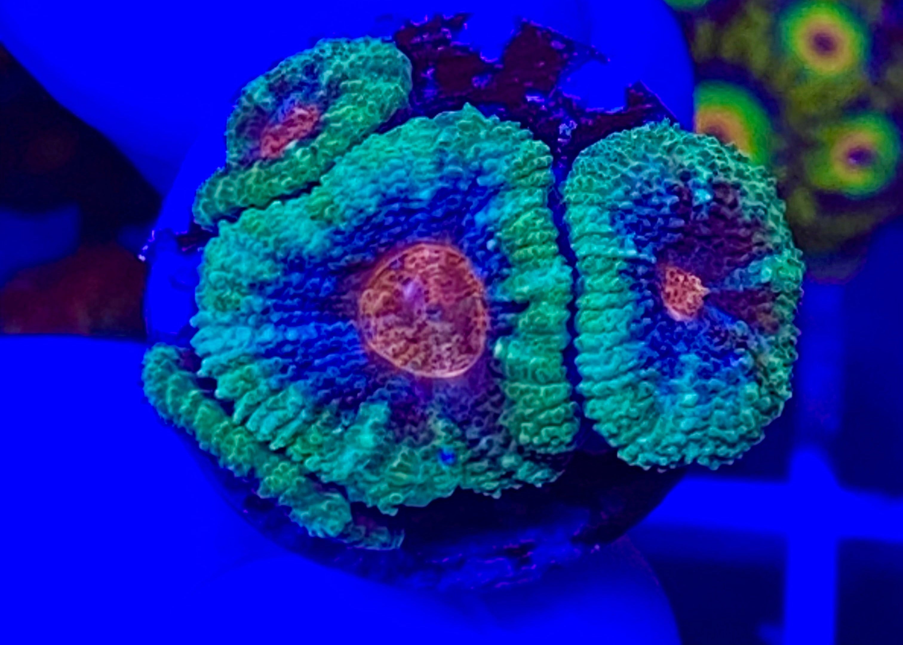 Cotton Candy Micromussa