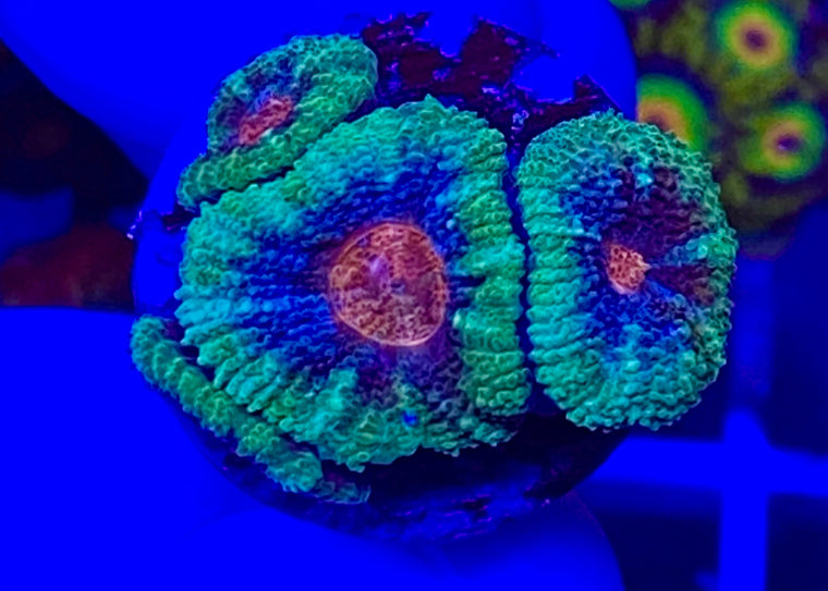 Cotton Candy Micromussa