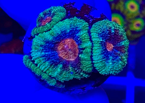 Cotton Candy Micromussa