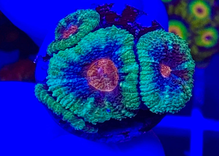 Cotton Candy Micromussa