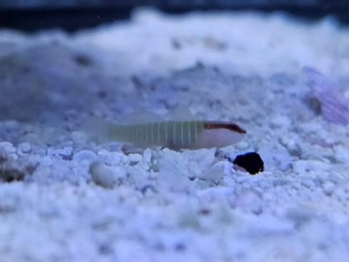 Green Banded Goby