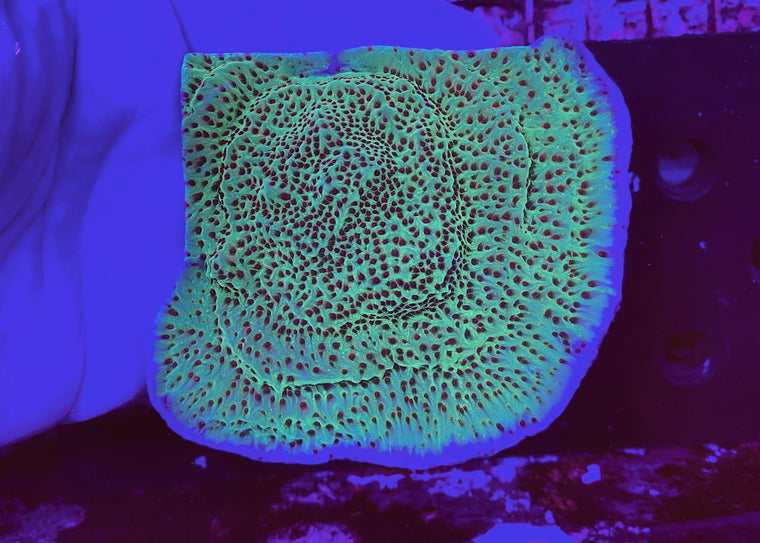 Jedi Mind Trick Montipora