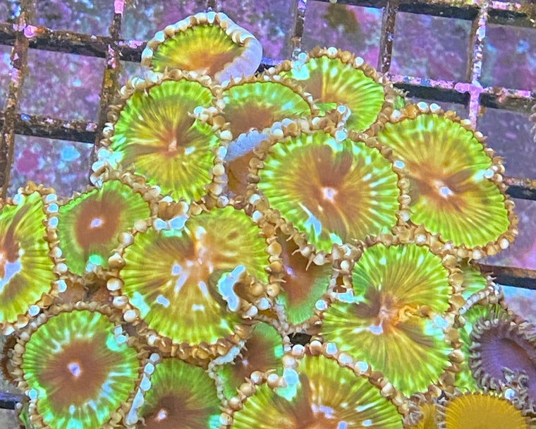 Palythoa Grandis