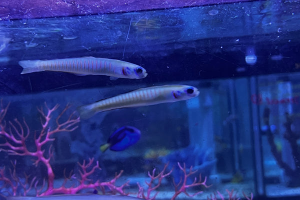 Zebra Bar Goby