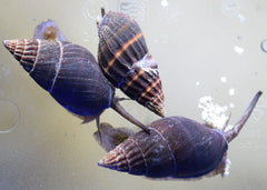 Black Nassarius Snail