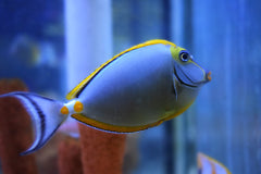 Blonde Naso Tang