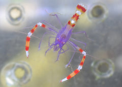 Blue Coral Banded Shrimp