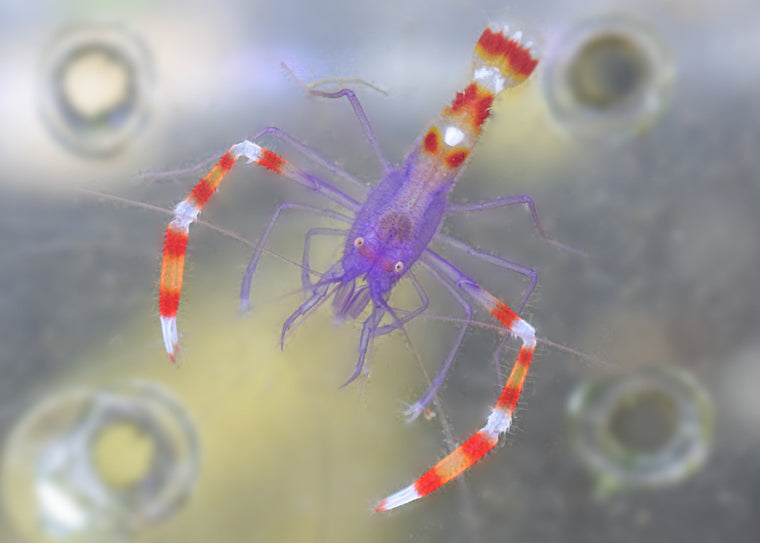 Blue Coral Banded Shrimp