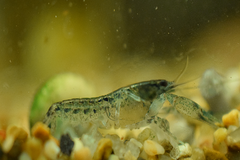 Blue Mexican Mini Lobster