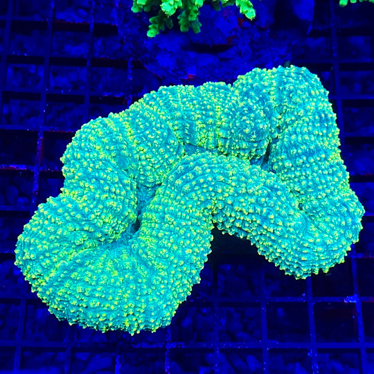 Lemon Lime Lobophyllia