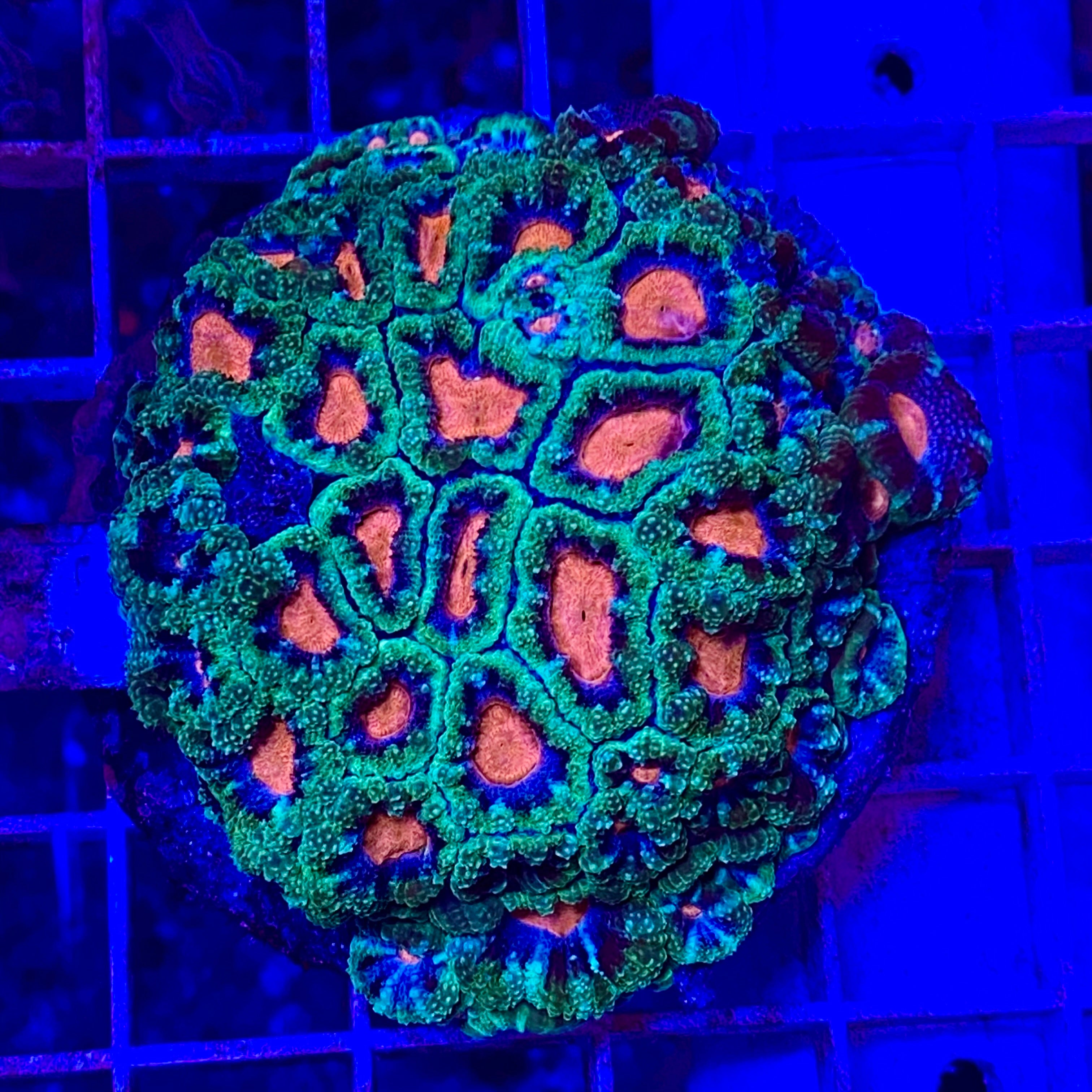 Baby’s Breath Micromussa (1 Inch Frag)