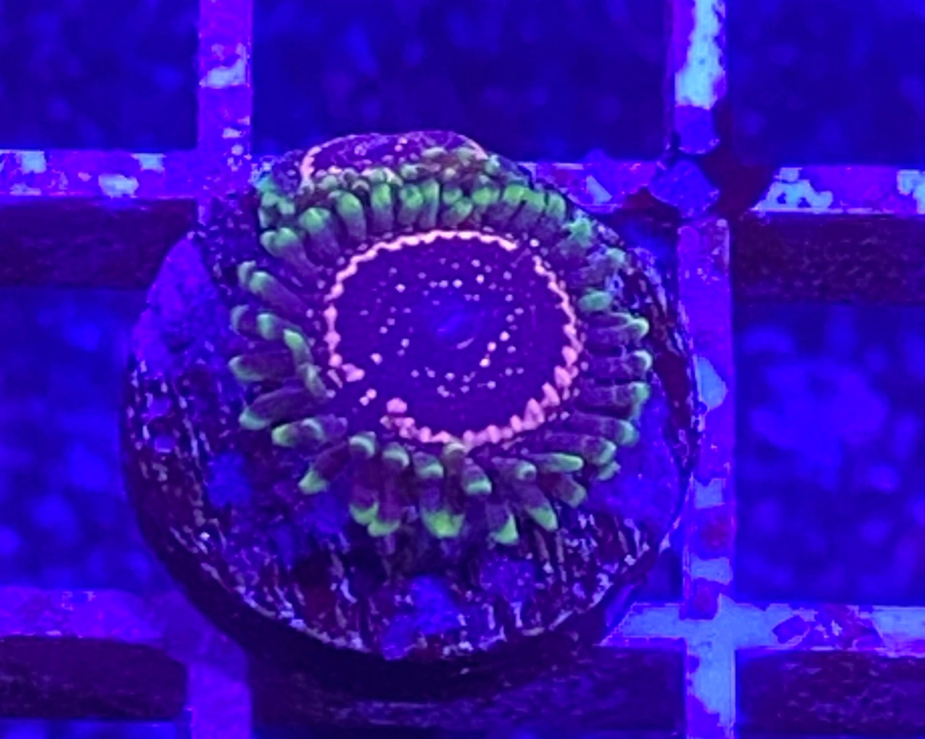 Taser Zoanthid