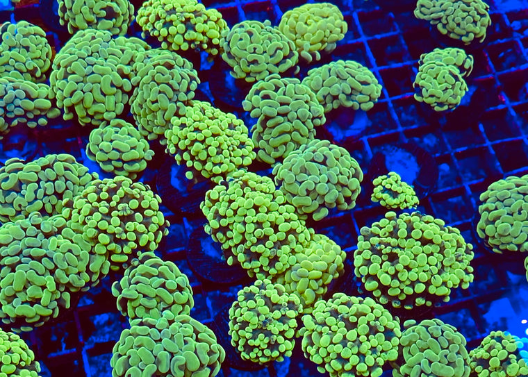 Green Branching Hammer