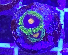 Widow Maker Zoanthid