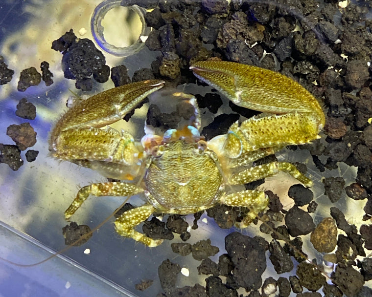 Brown Anemone Porcelain Crab