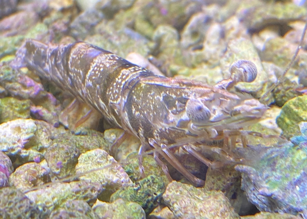 Sandy Brown Shrimp
