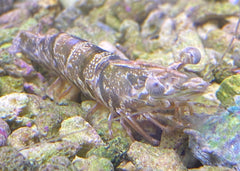 Sandy Brown Shrimp