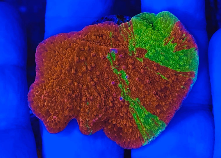 Grafted Montipora Capricornis