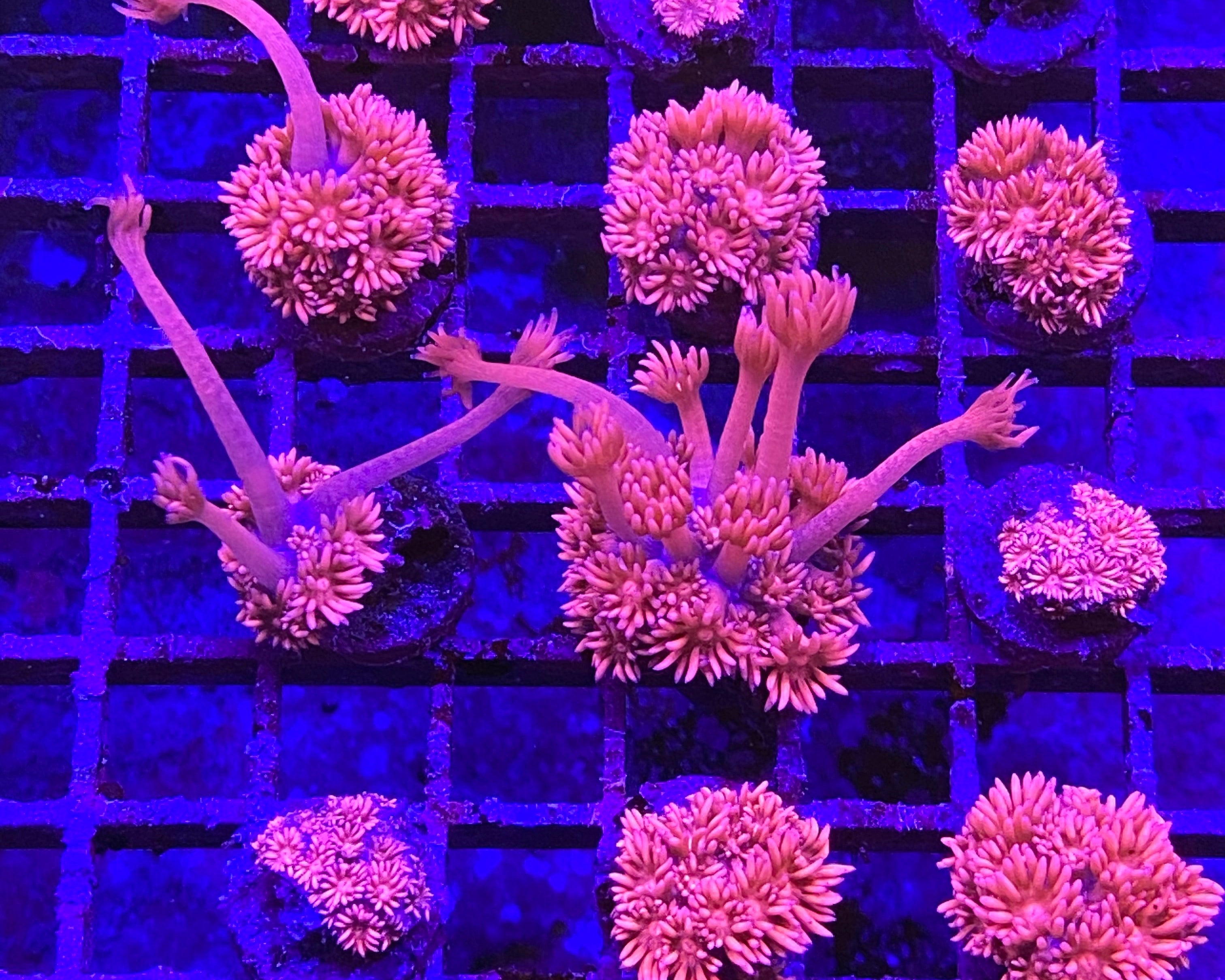 Pink Goniopora