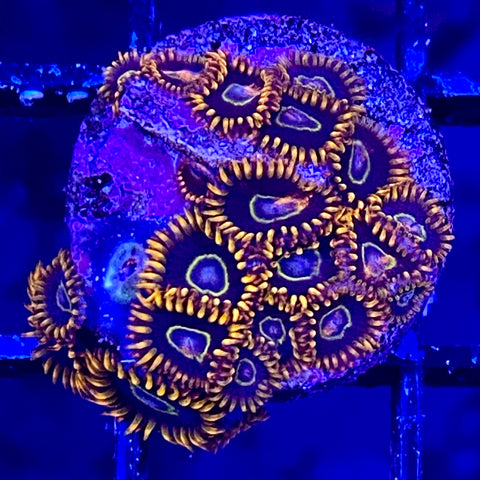 Rainbow Hornet Zoanthid