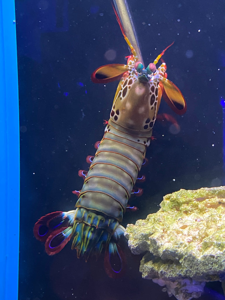 Peacock Mantis Shrimp
