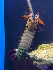 Peacock Mantis Shrimp