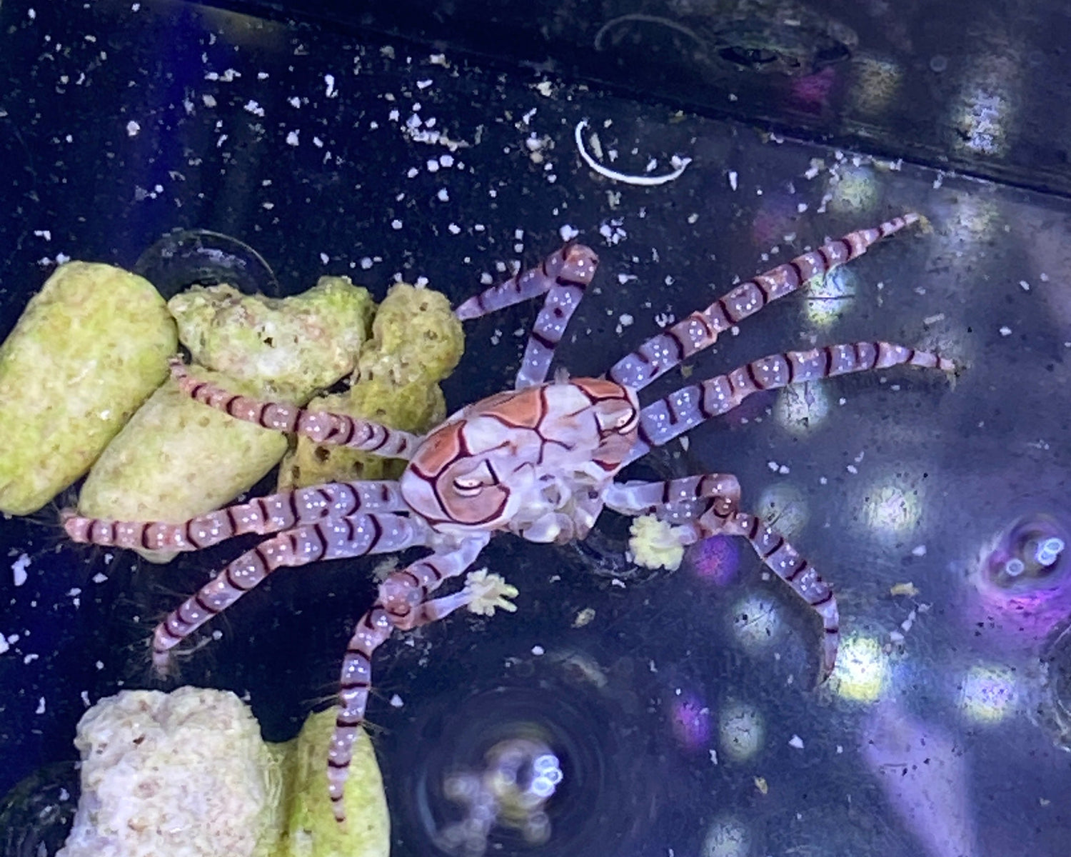 Boxer Anemone Crab