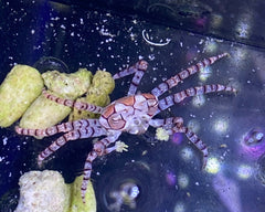 Boxer Anemone Crab