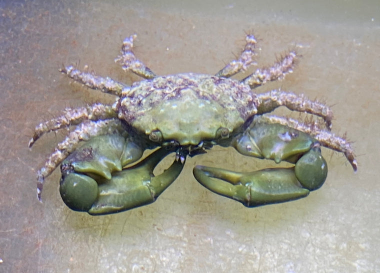Emerald Crab